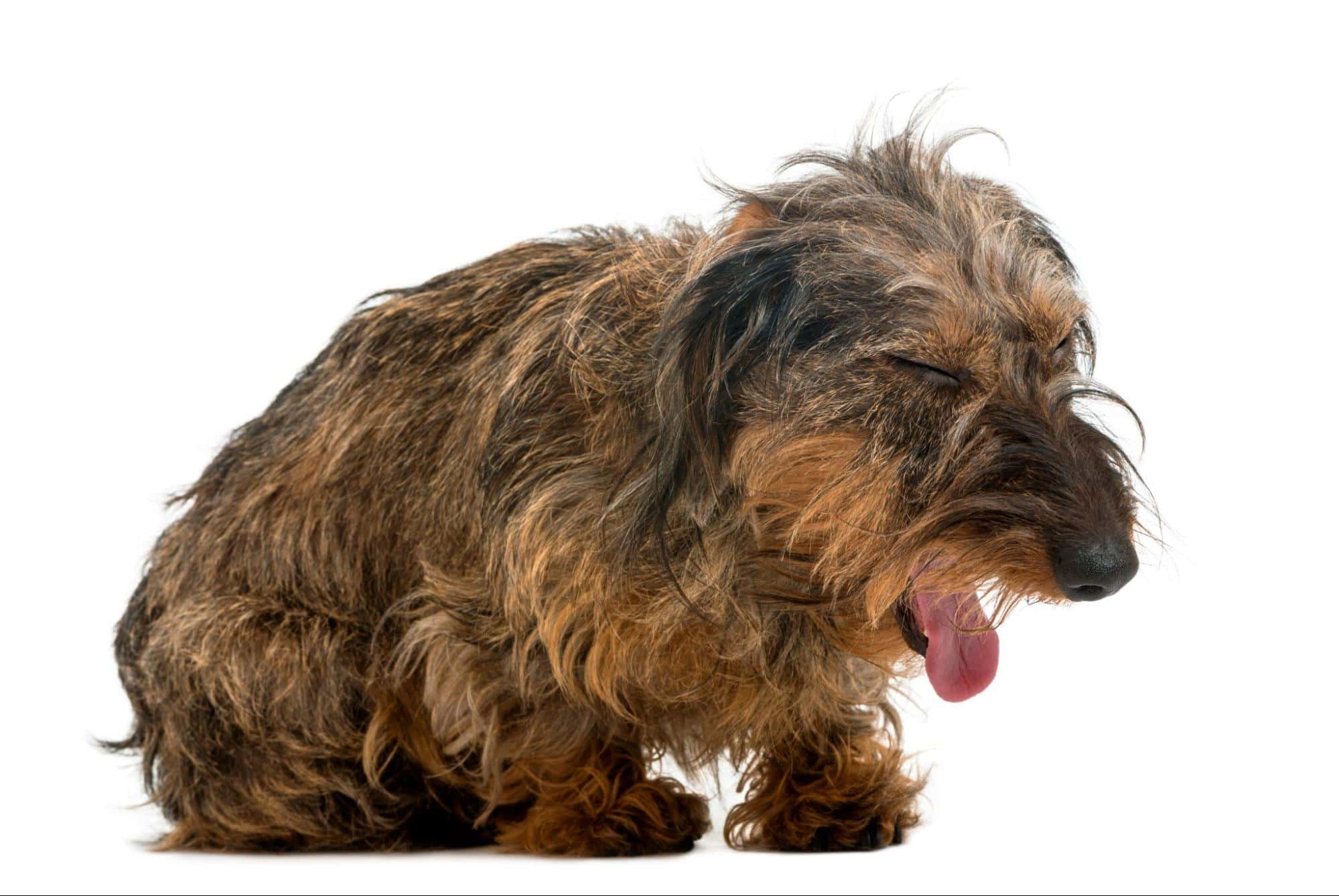 Adorable long-haired dachshund dog yawning, furry and cute, perfect for dog lovers and pet care.