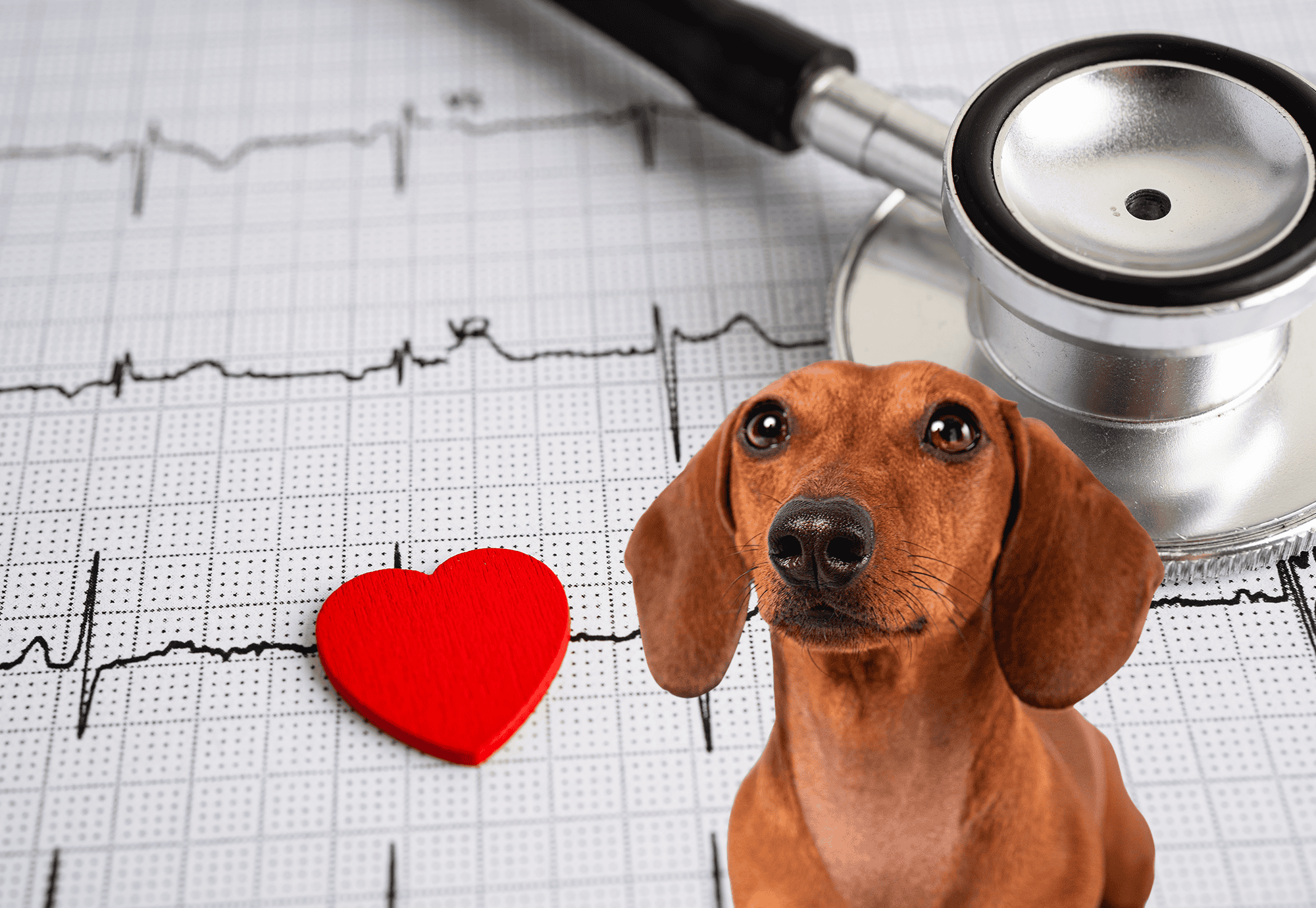 Dog with stethoscope and heart-shaped ornament on ECG background.
