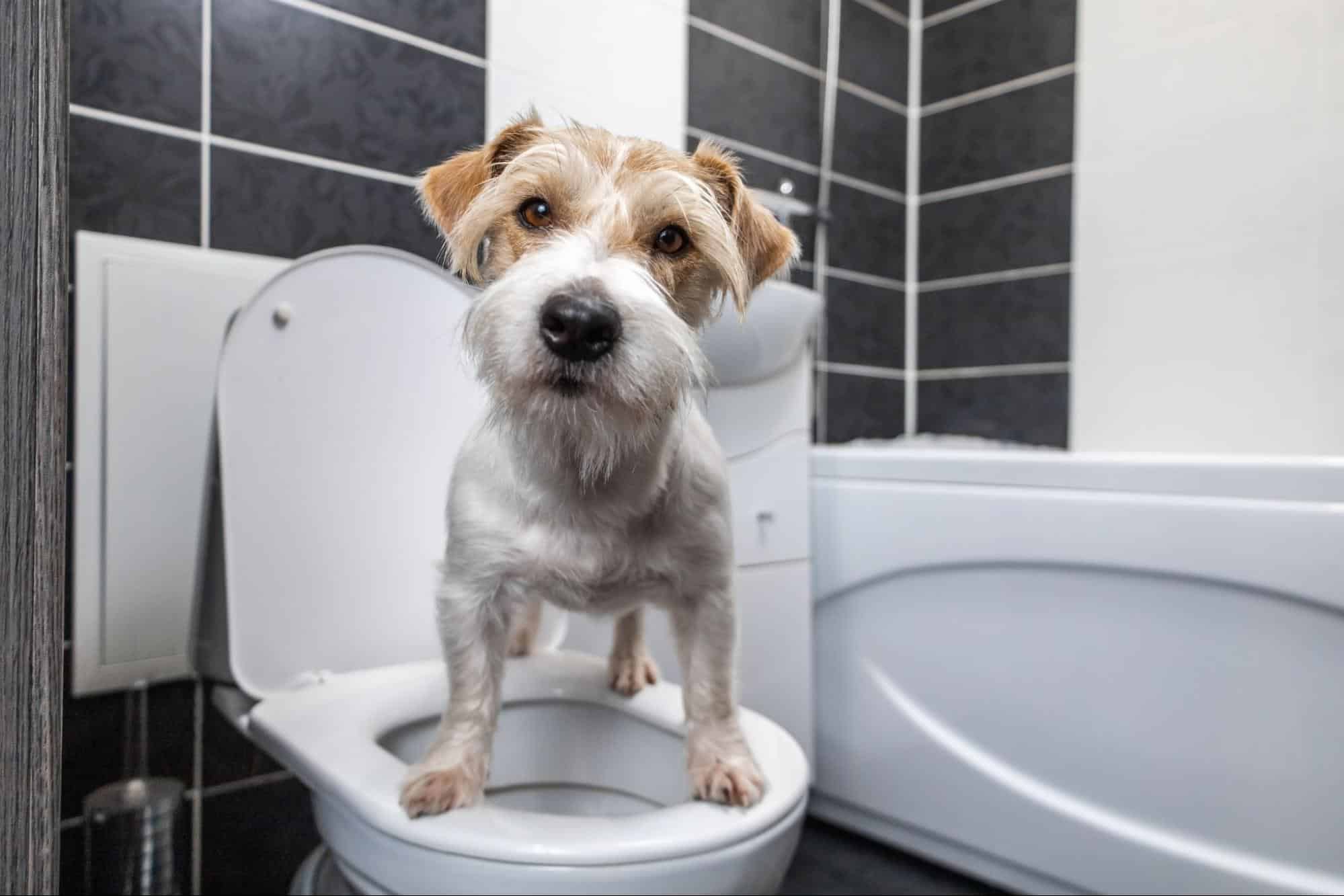 Cute dog standing on toilet lid in bathroom.