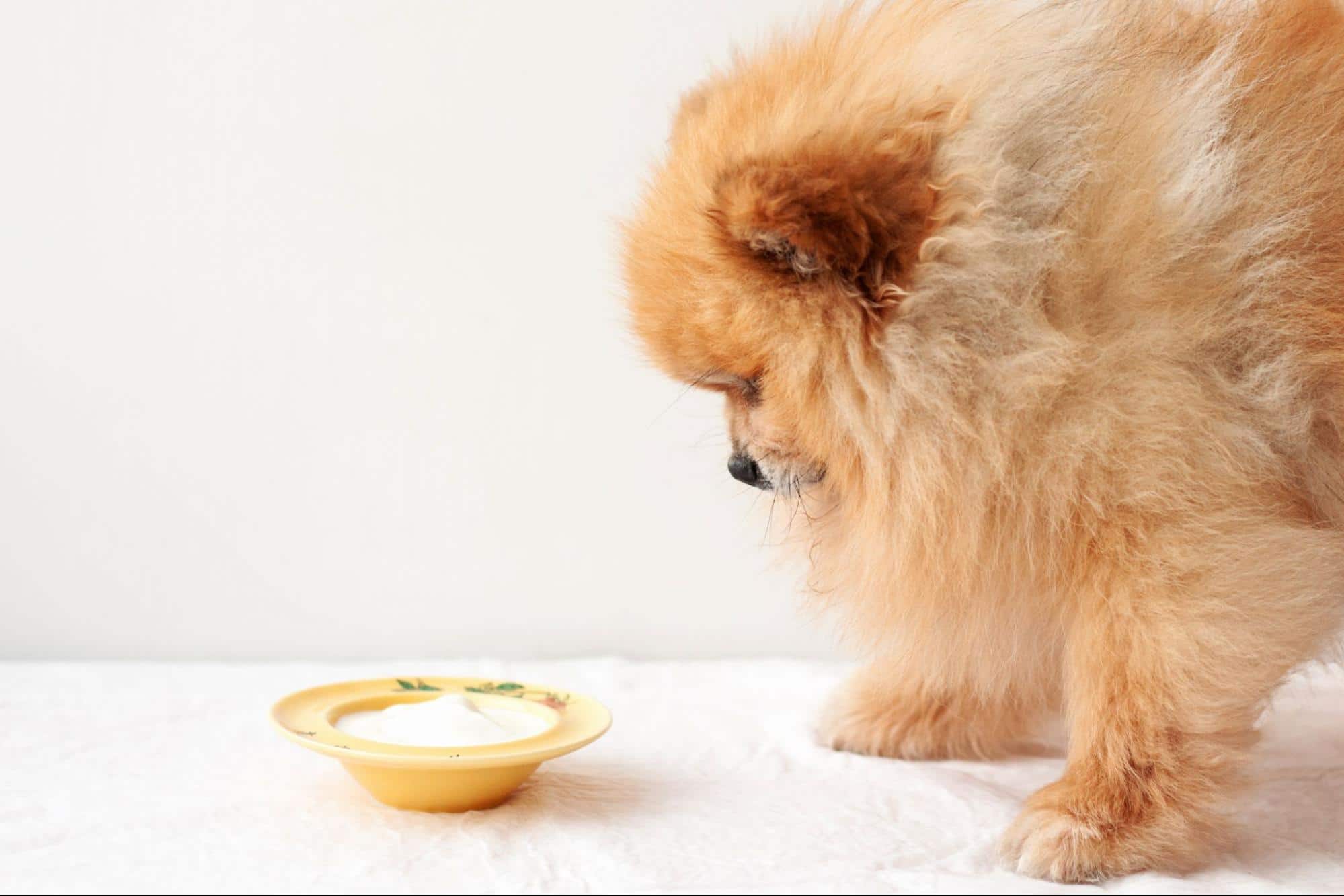 Cute puppy staring at a yellow alarm clock on a white background.