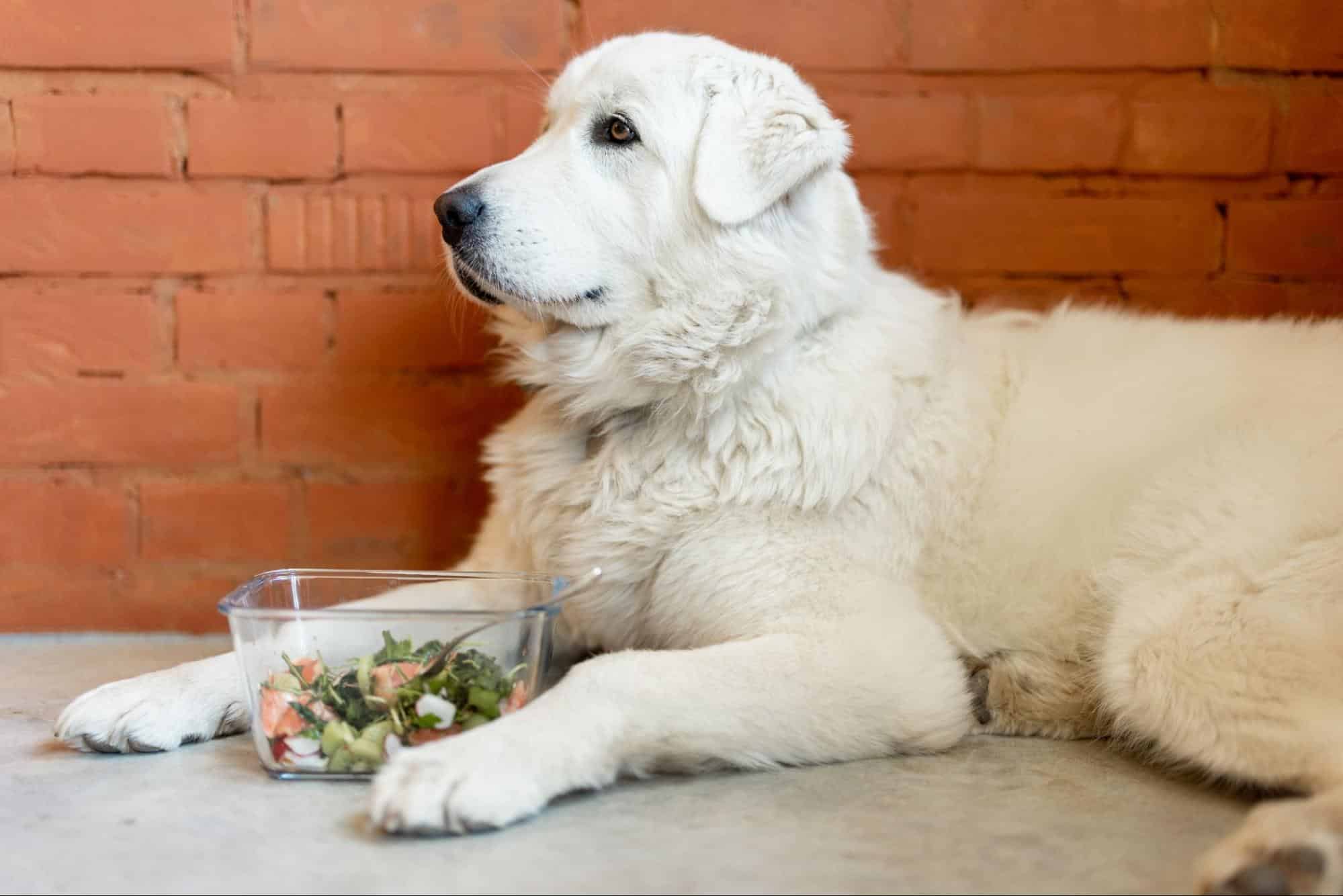Loyal white dog relaxing with a salad bowl, showcasing pet food and nutrition.