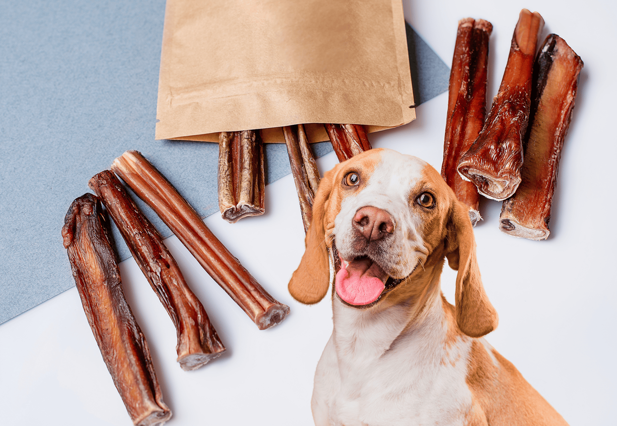 Close-up of a happy dog with dog treats and chews on a pastel background.