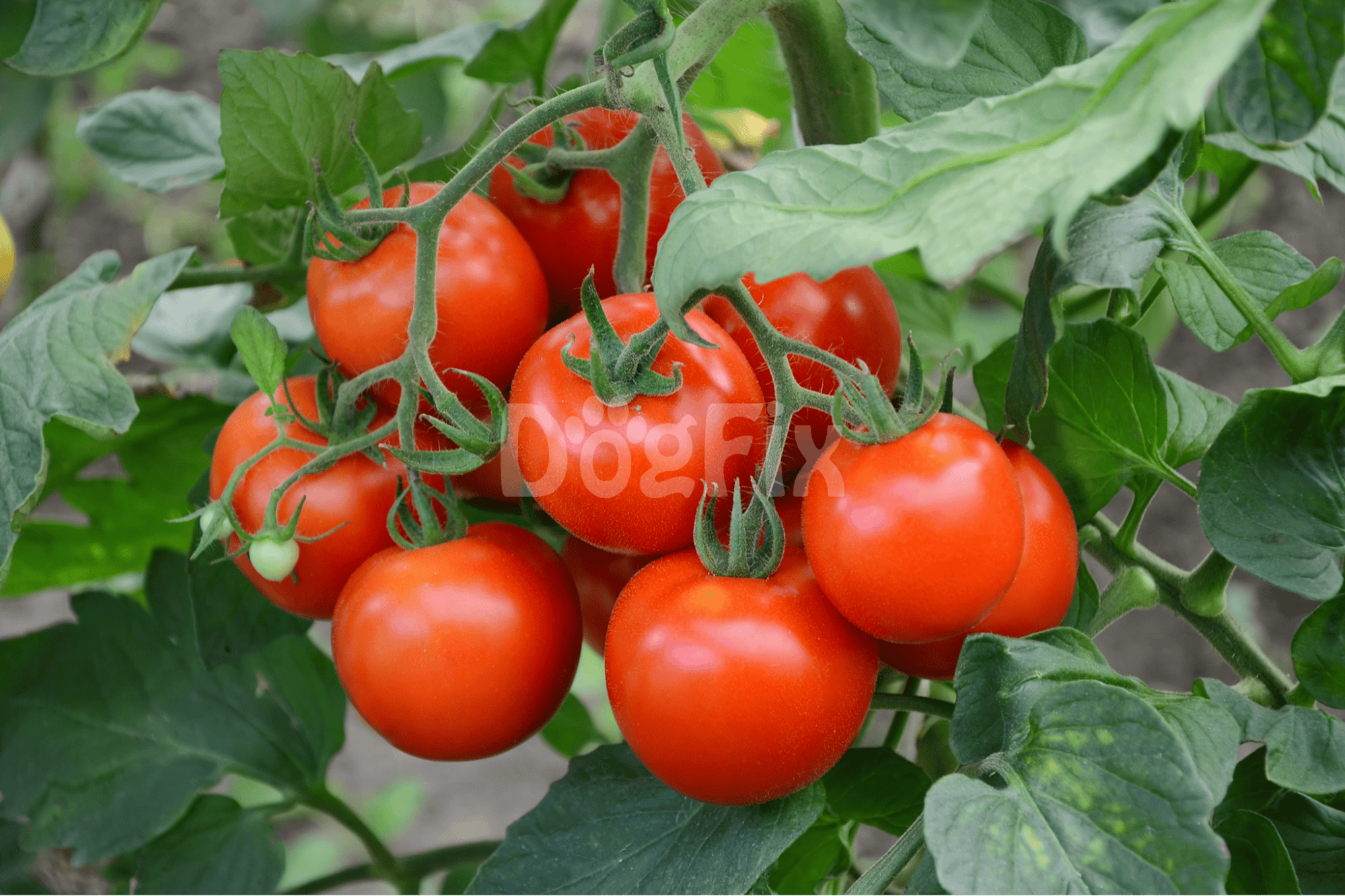 Bright red tomatoes on vine with lush green leaves, fresh produce from home garden.