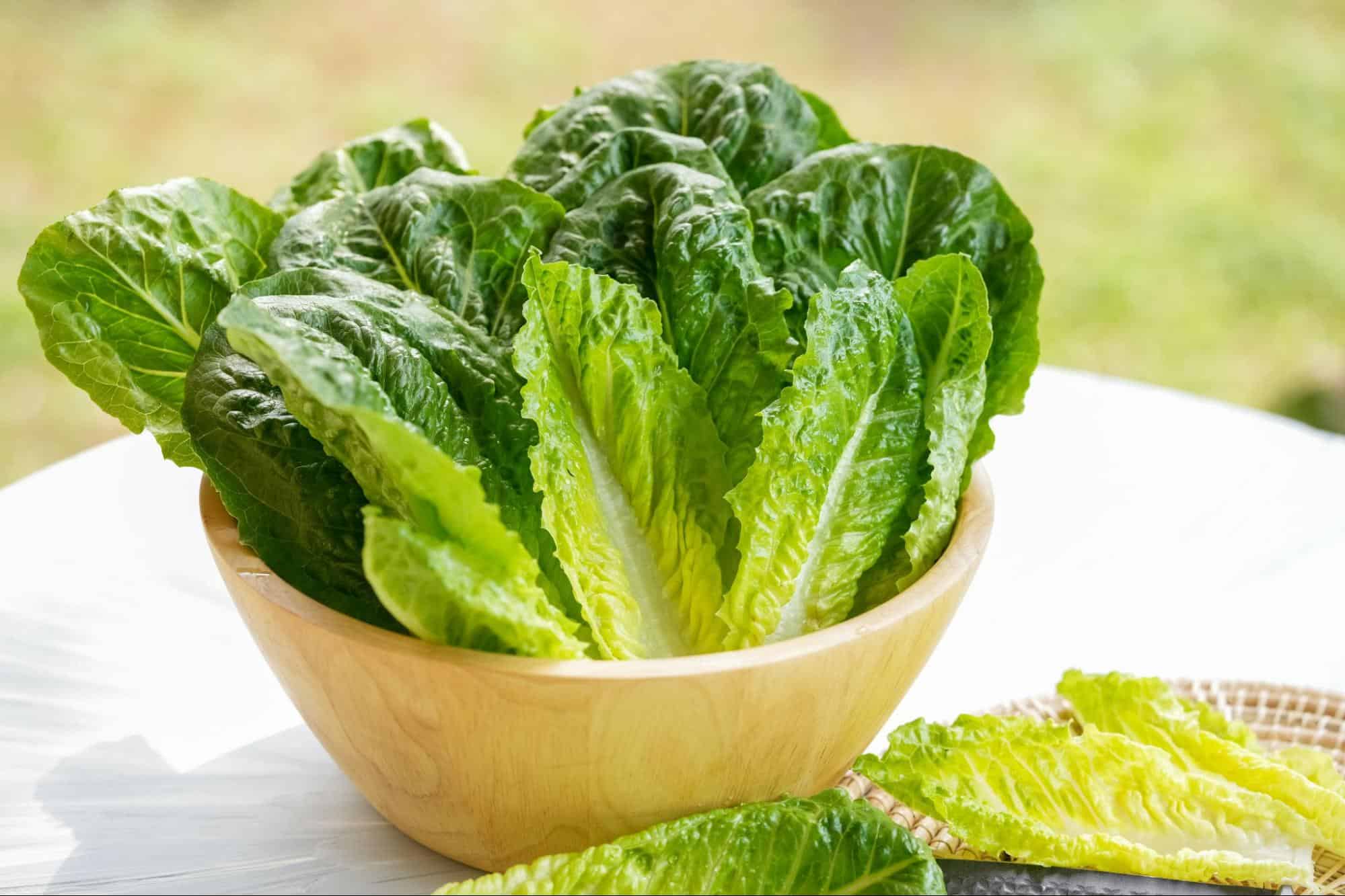 romaine lettuce
