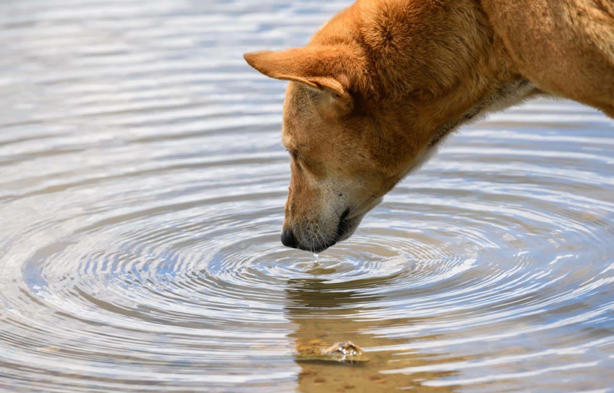 Friendly dog enjoying fresh water outdoors, canine hydration, healthy pet habits.