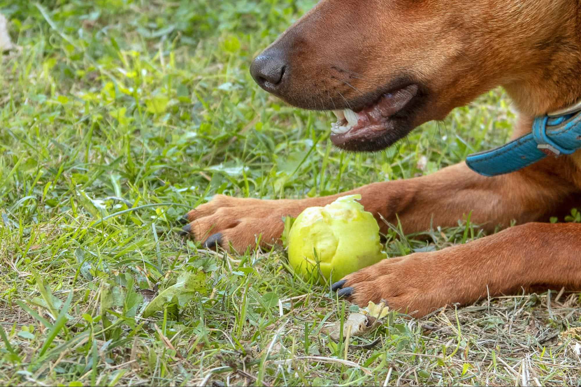 Bright and healthy green apples for snacking and baking. Perfect for a nutritious diet and fruit recipes.