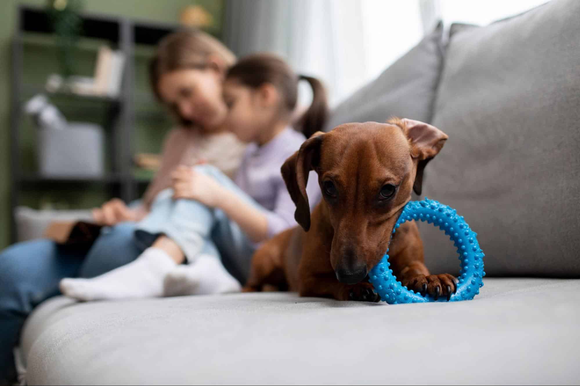 Adorable brown dog with toy, kids in background, cozy home setting.