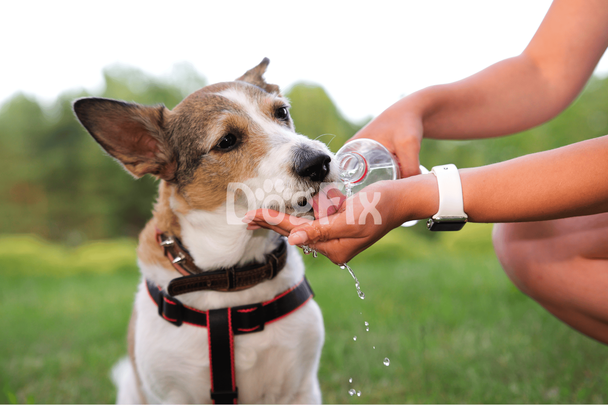 Dog drinking water outdoors.