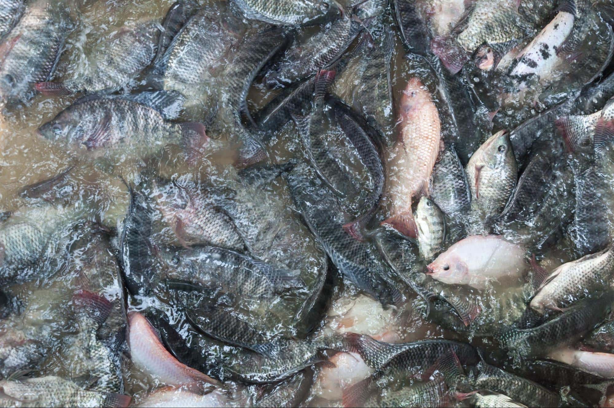 Large group of freshwater fish swimming together in water, illustrating aquatic life and fishing.