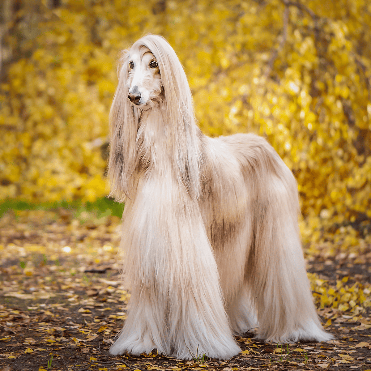 Afghan Hound characteristics