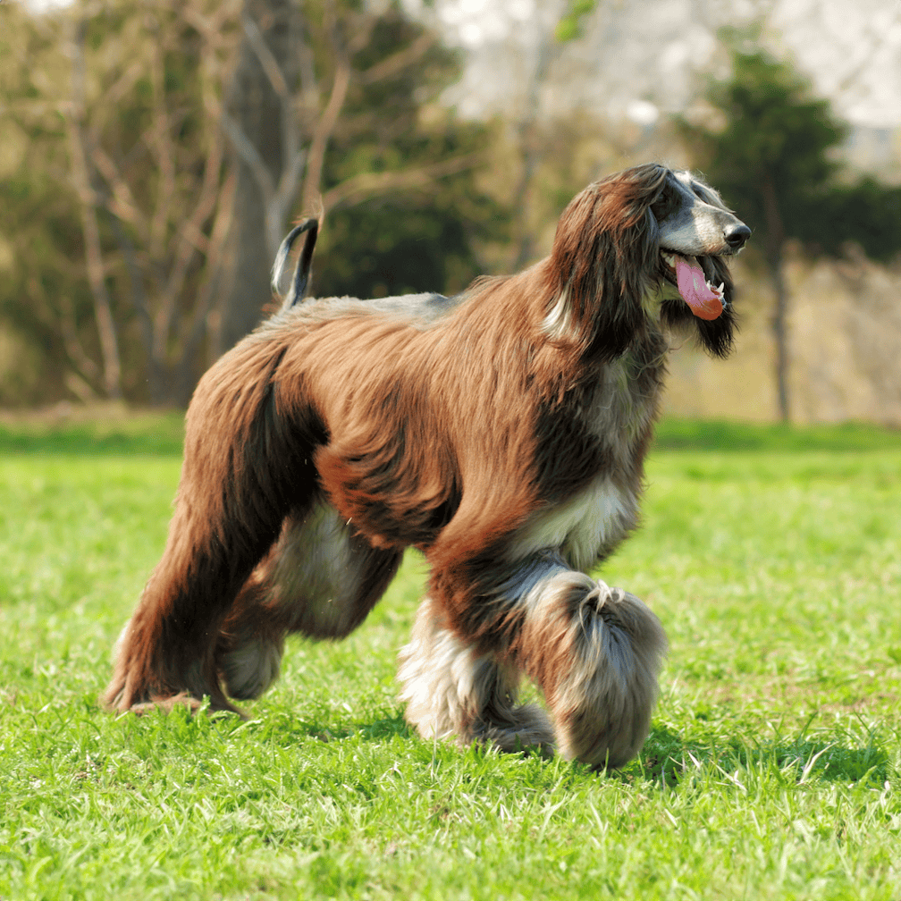 Afghan Hound Training