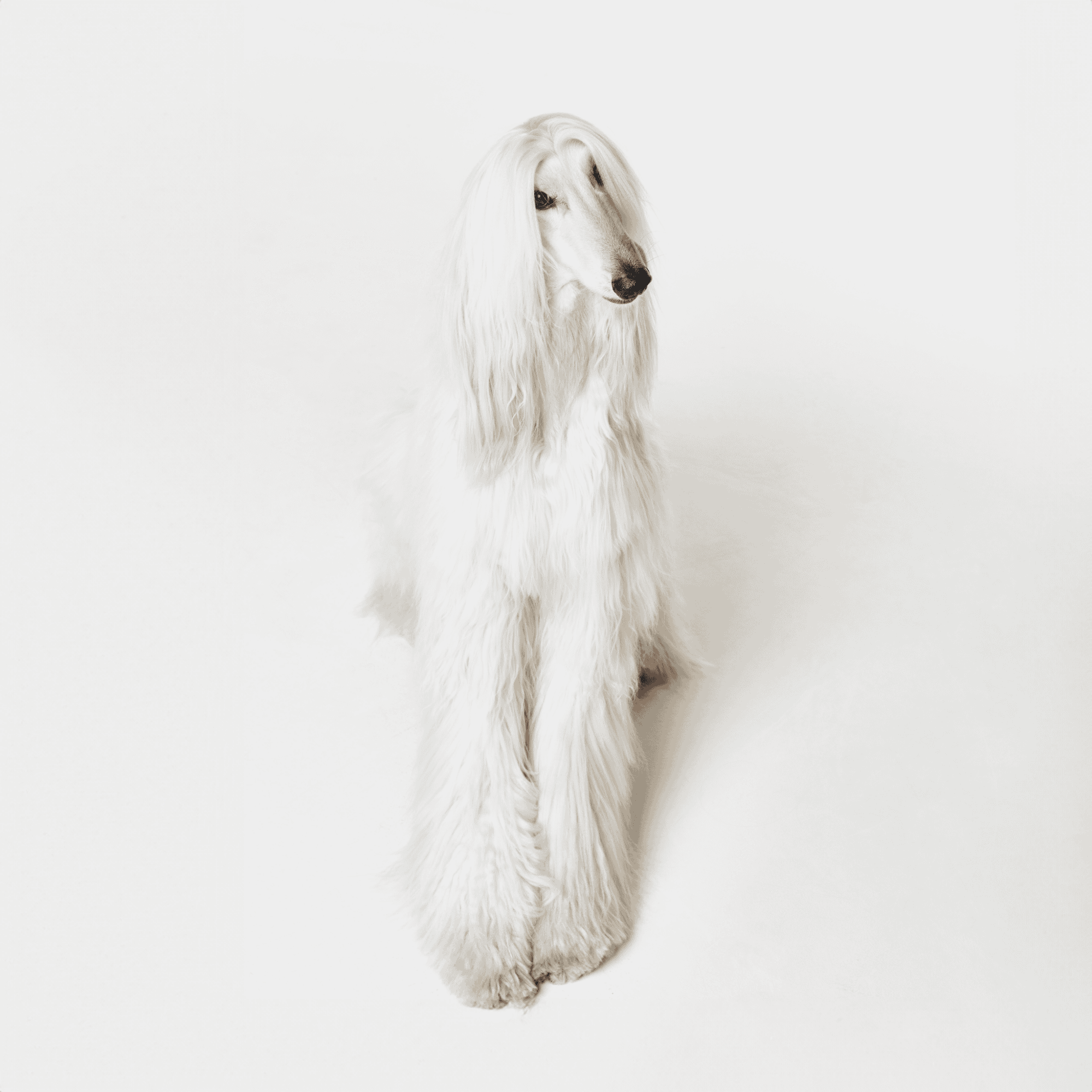 An Afghan Hound dog with long, flowing hair sitting on a plain white backdrop, showcasing breed-specific grooming and elegance.