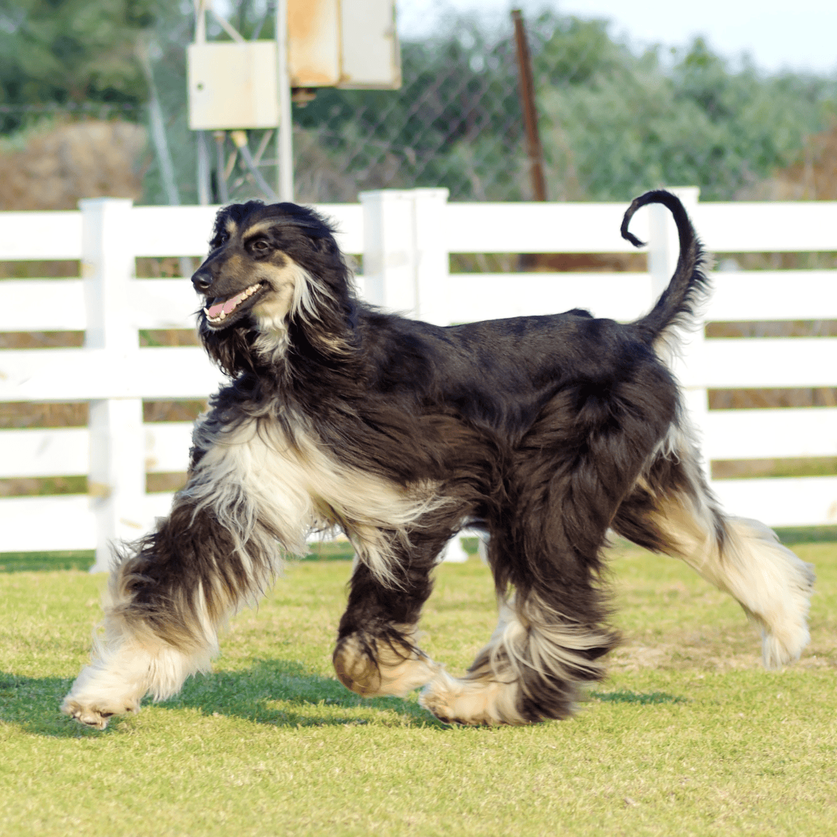 Happy Bernese Mountain Dog running on green grass with white fence background. Perfect for dog lovers and outdoor pet activities.