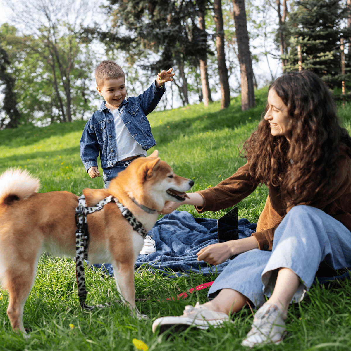 Akita Are These Dogs Good For Families