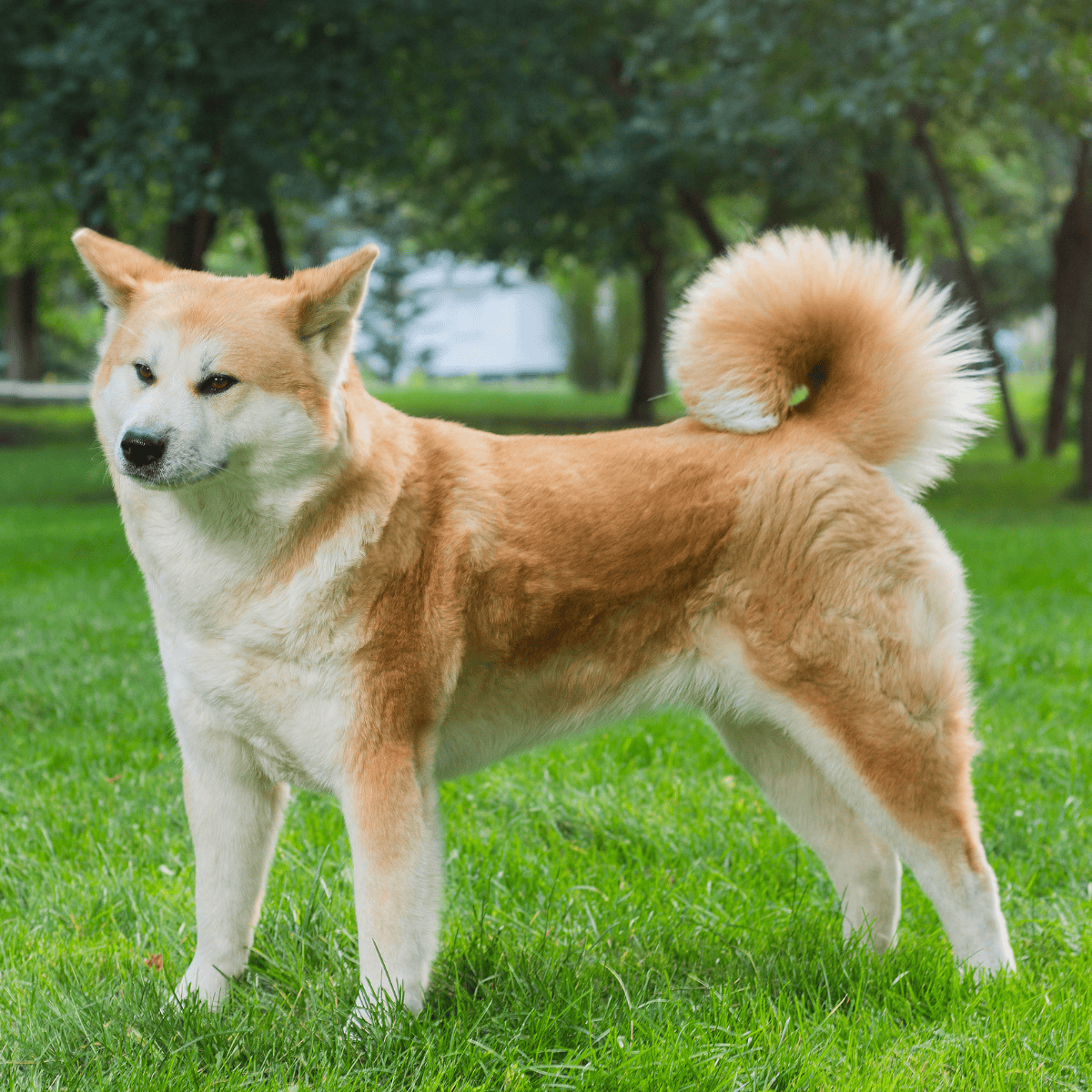 Akita characteristics