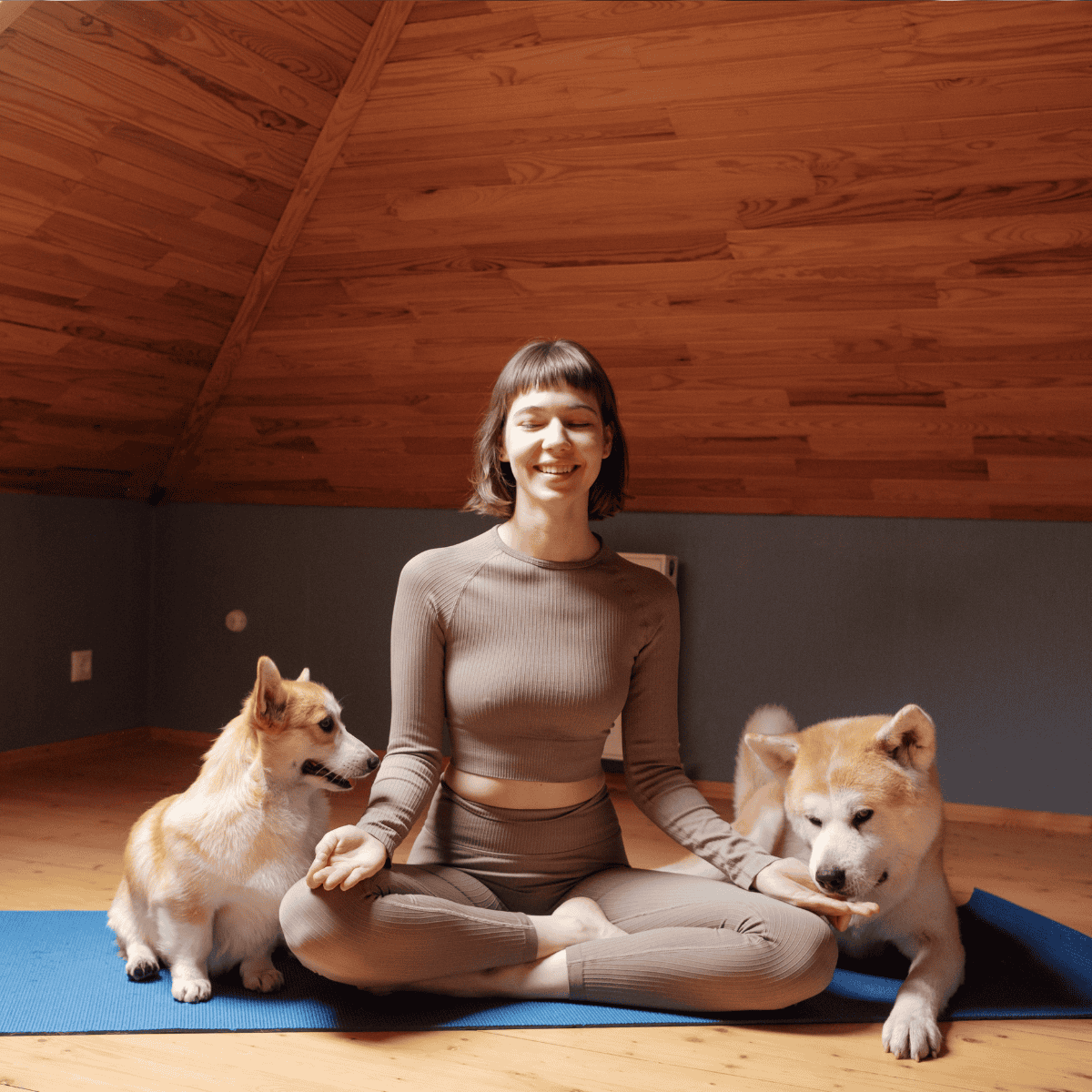 Akita Does This Breed Get Along With Other Pets