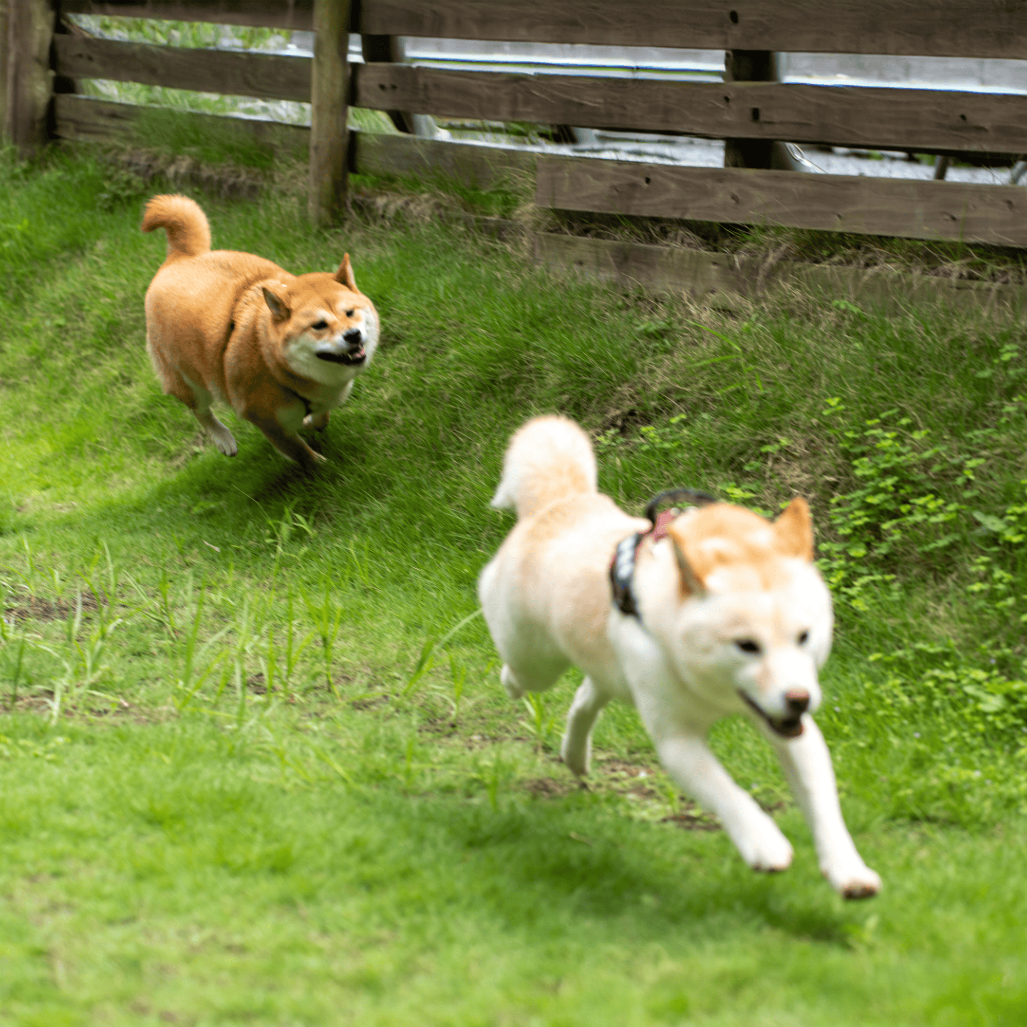 Akita photo 1