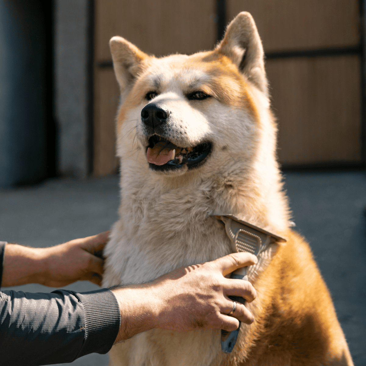 Akita Grooming