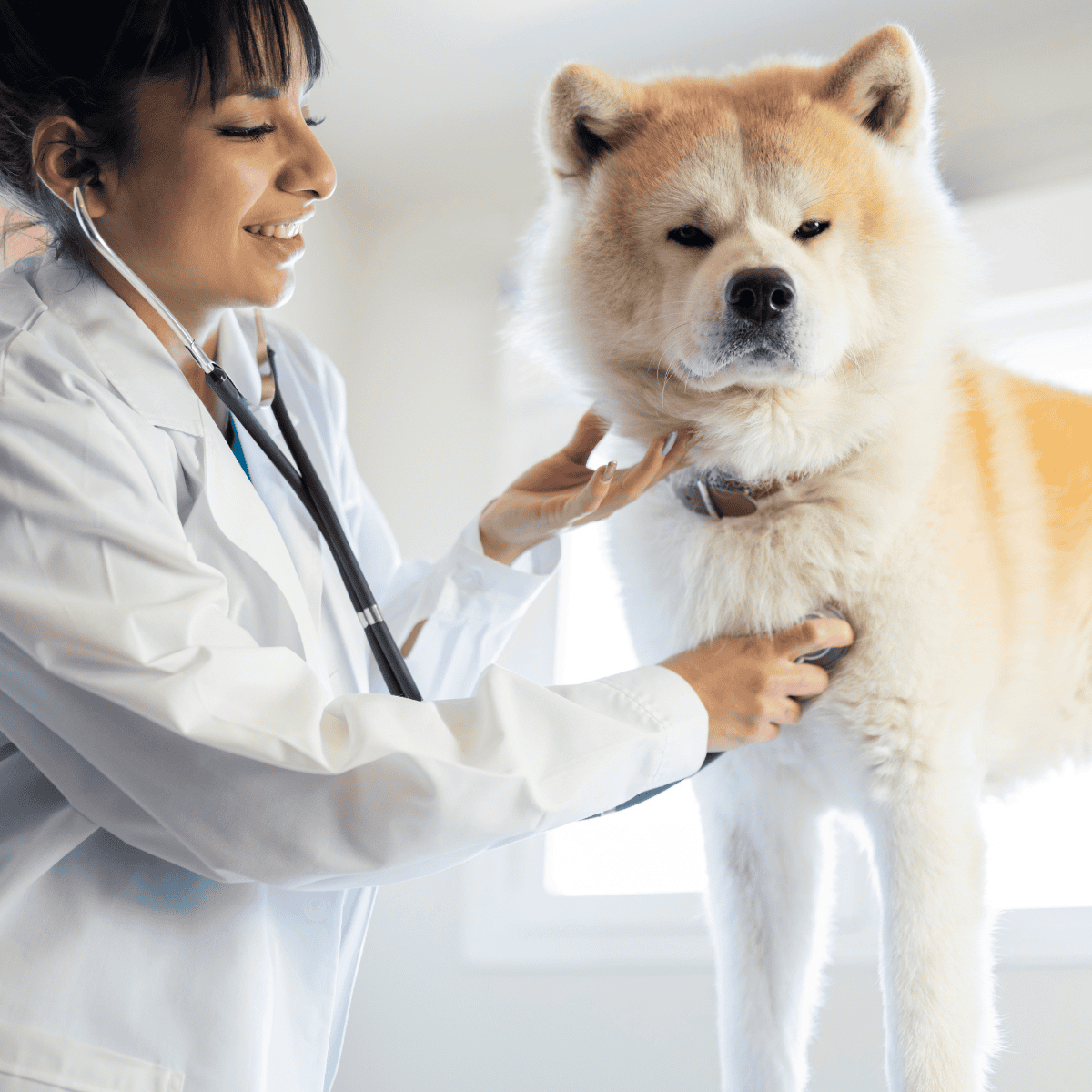 Akita health