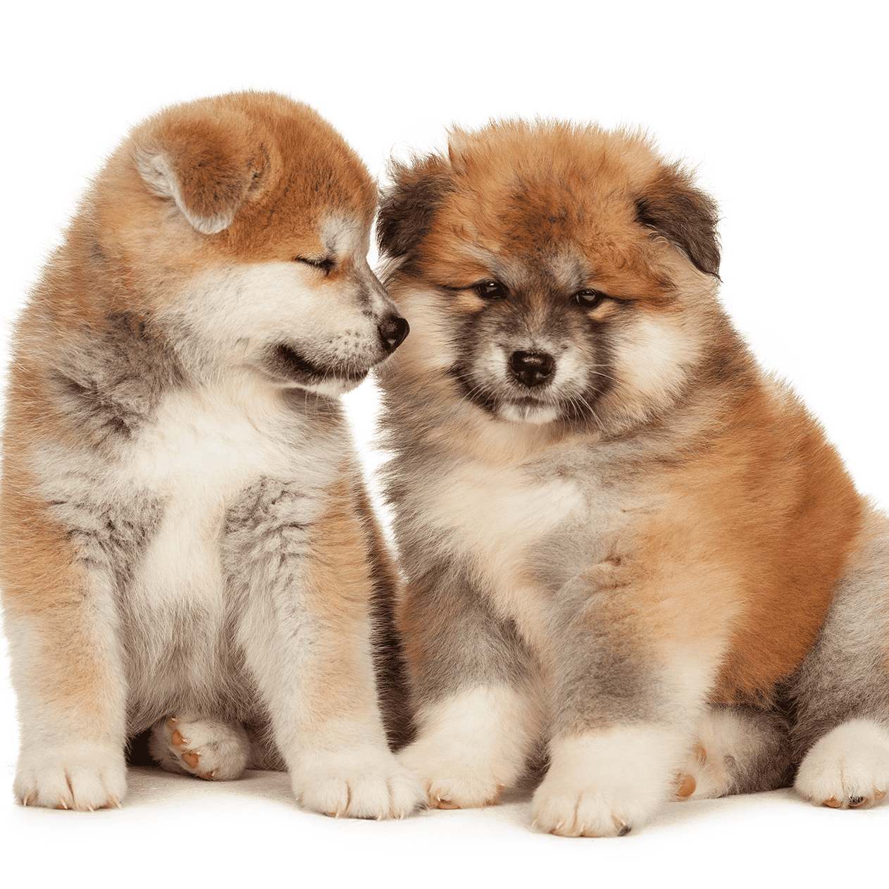 Akita Puppies