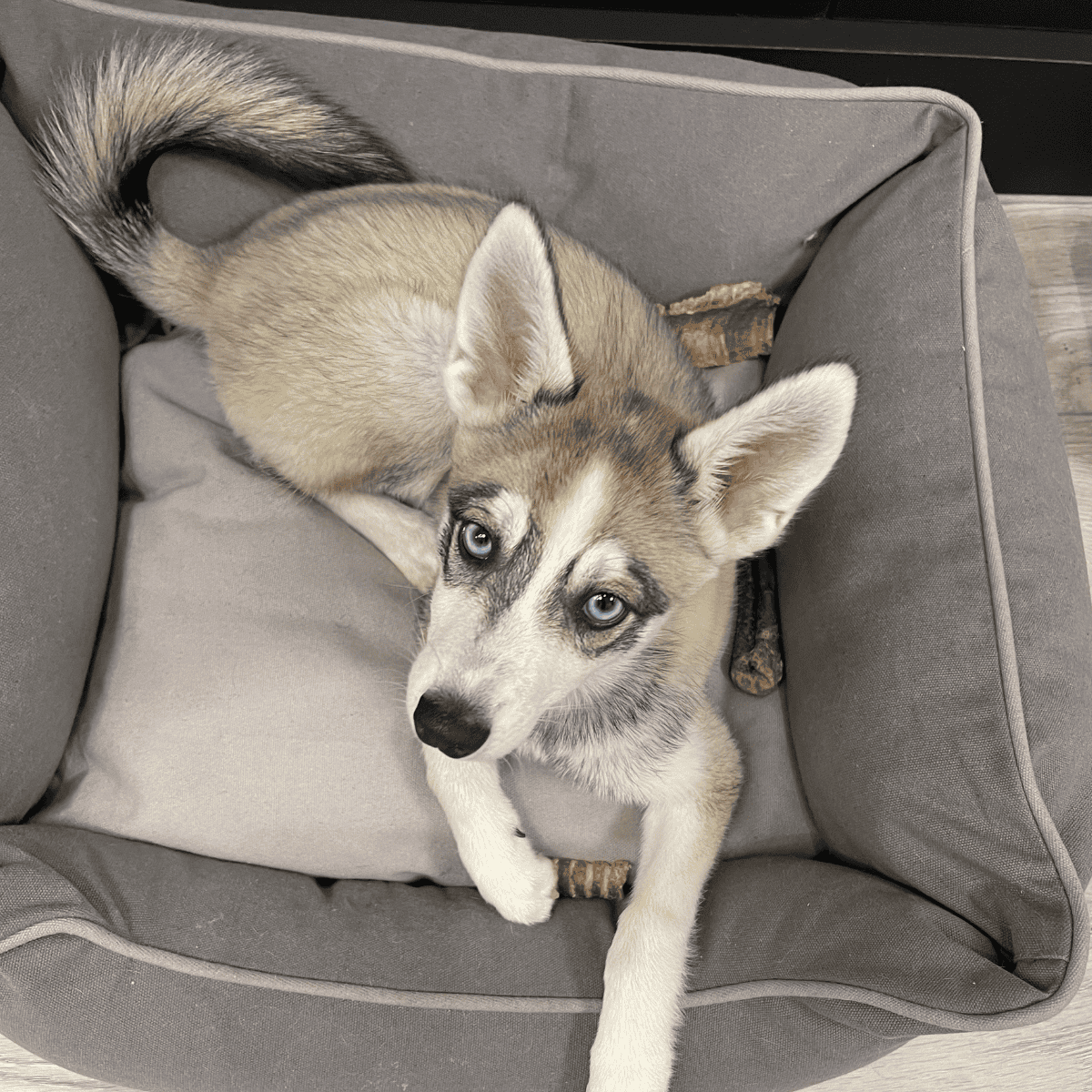 Adorable Siberian Husky puppy resting in a soft, gray bed, perfect for pet comfort and sleep.