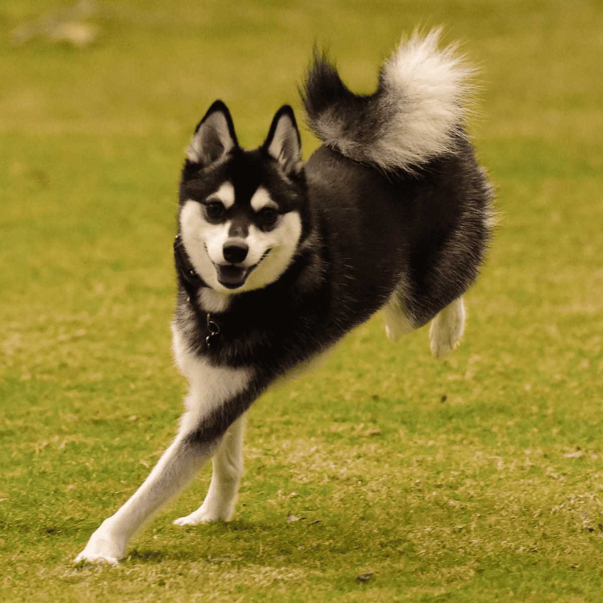 Alaskan Klee Kai photo 3