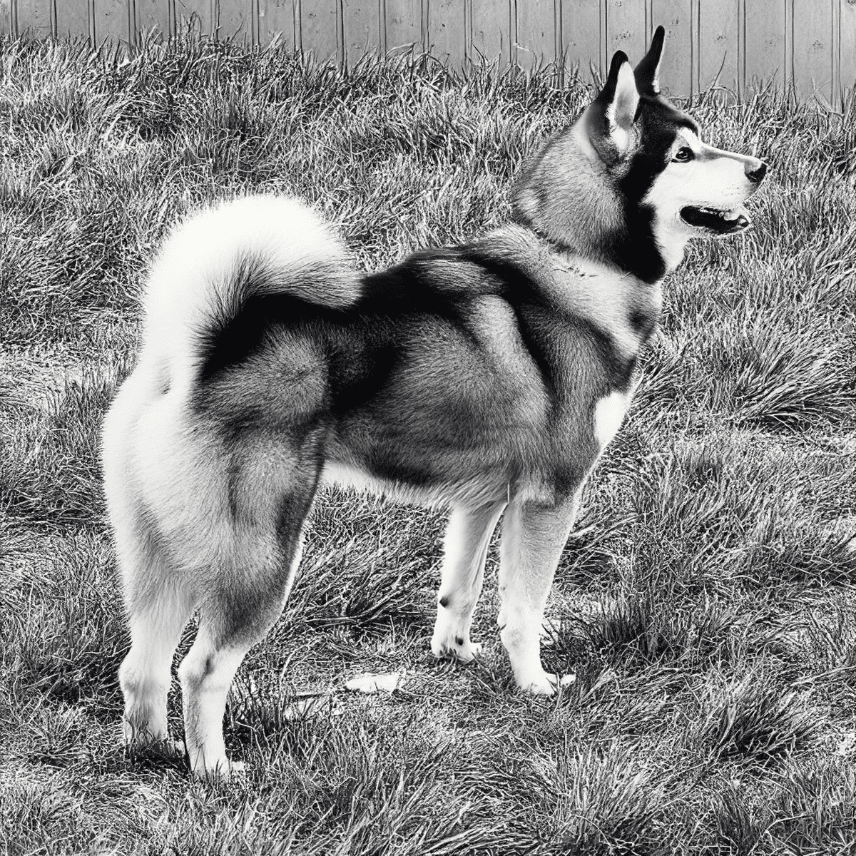 Siberian Husky standing in grassy yard, happy and alert, showcasing vibrant dog personality.