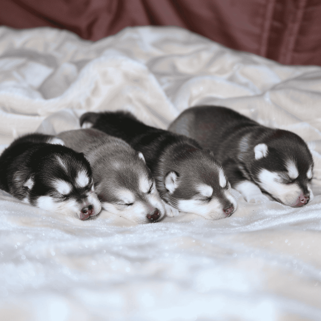 Adorable husky puppies sleeping peacefully on soft white blanket. Perfect for dog care and pet health concepts.