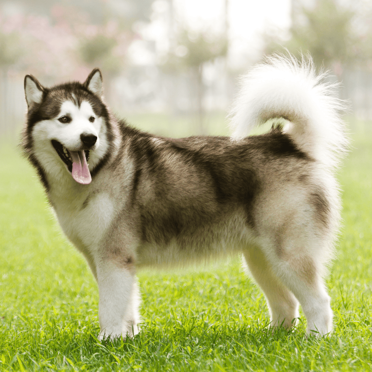 Alaskan Malamute photo 2