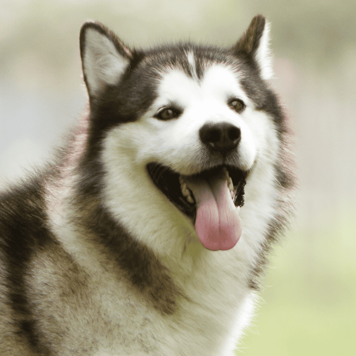 Alaskan Malamute photo 3