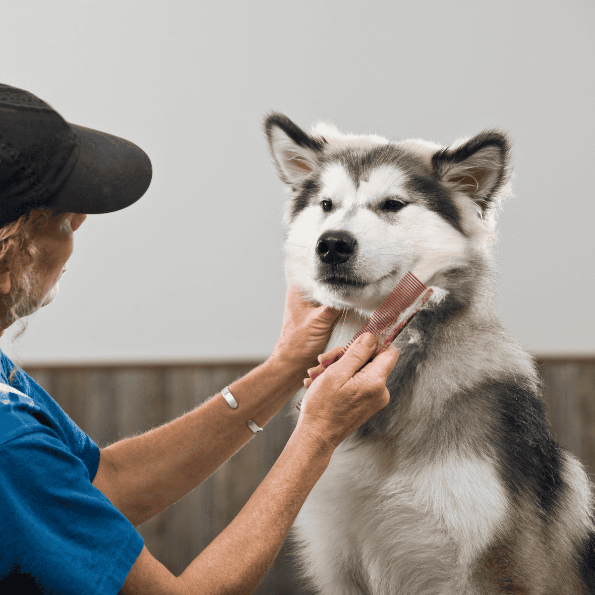Alaskan Malamute Grooming