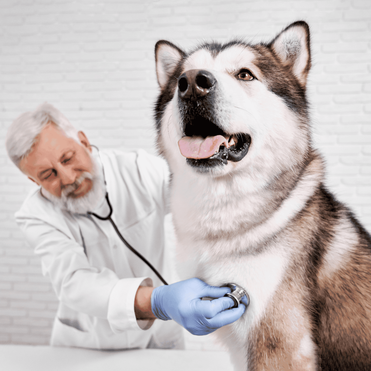 Alaskan Malamute health