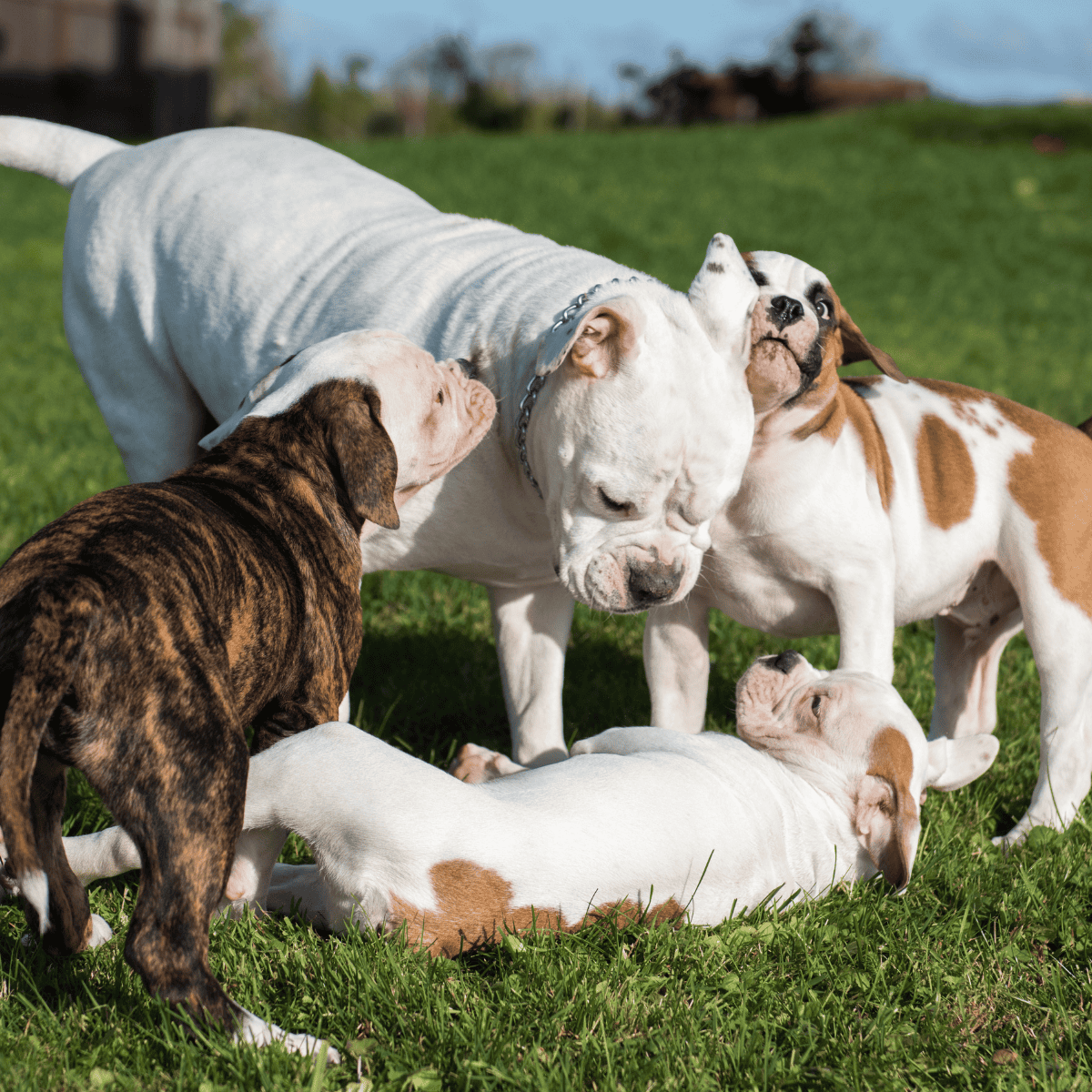American Bulldog overview