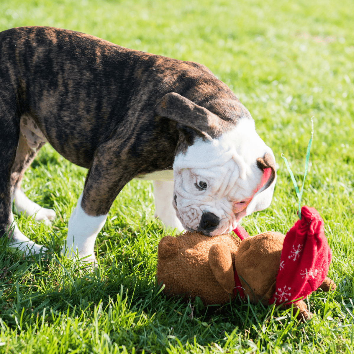 American Bulldog characteristics