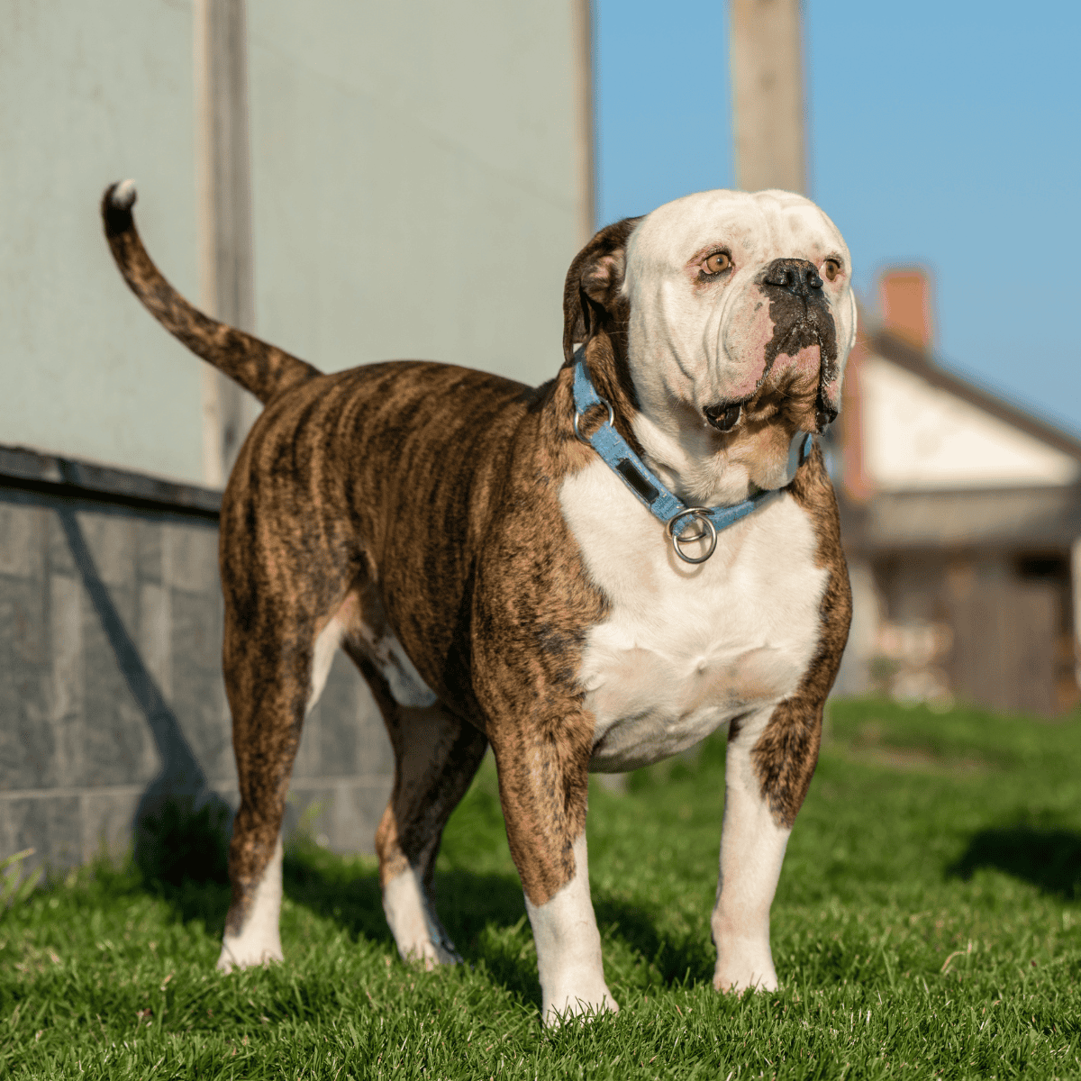 American Bulldog Final Thoughts