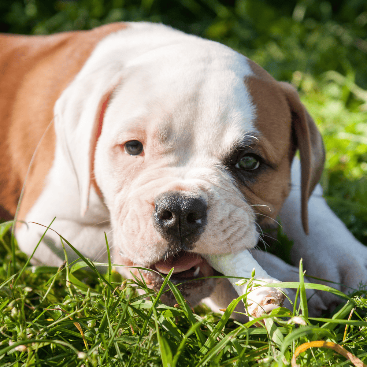American Bulldog Food & Diet Requirements