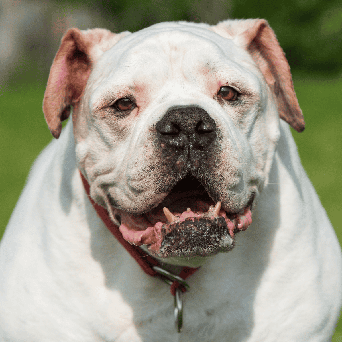 American Bulldog photo 1