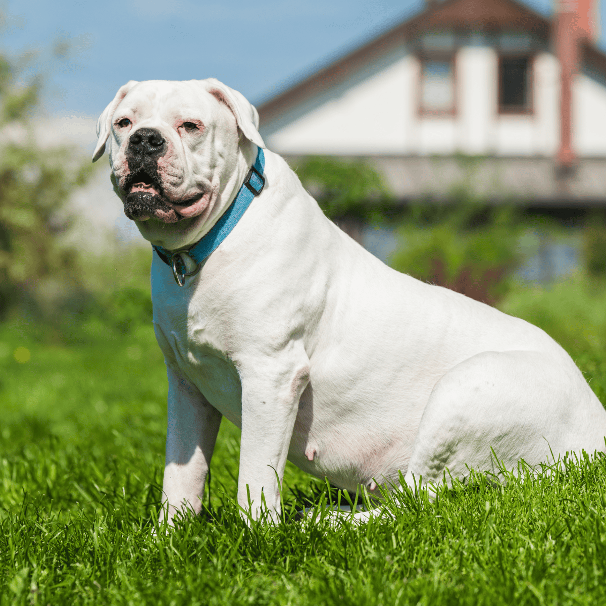 American Bulldog photo 2