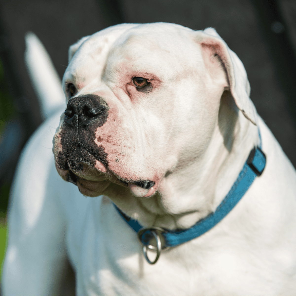 American Bulldog photo 3
