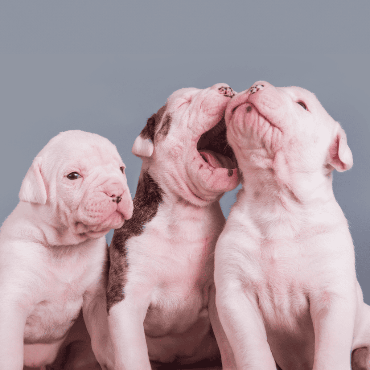 Adorable white puppies with wrinkled skin, playful, and adorable for dog lovers.