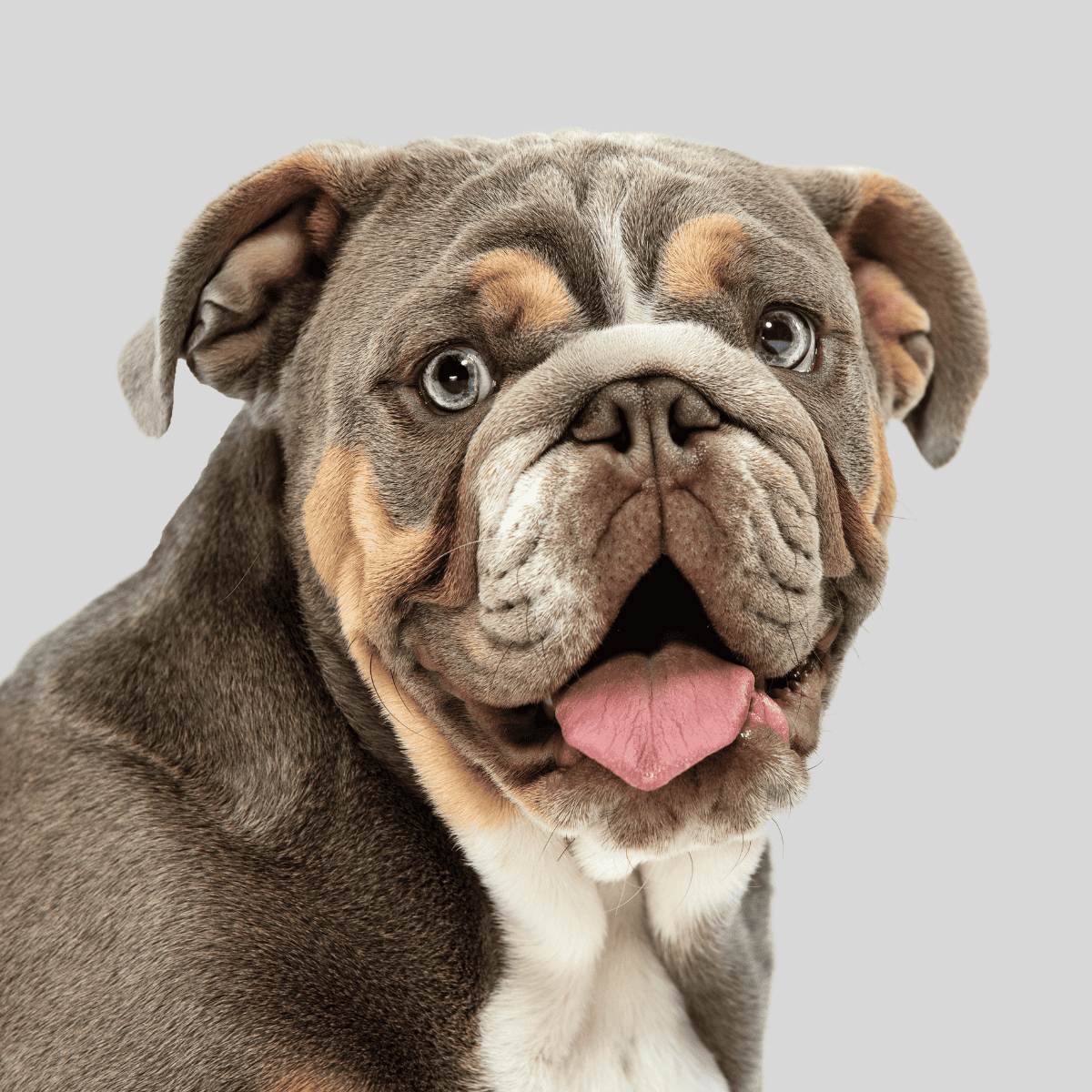 Cute Bulldog with expressive eyes and a happy face.