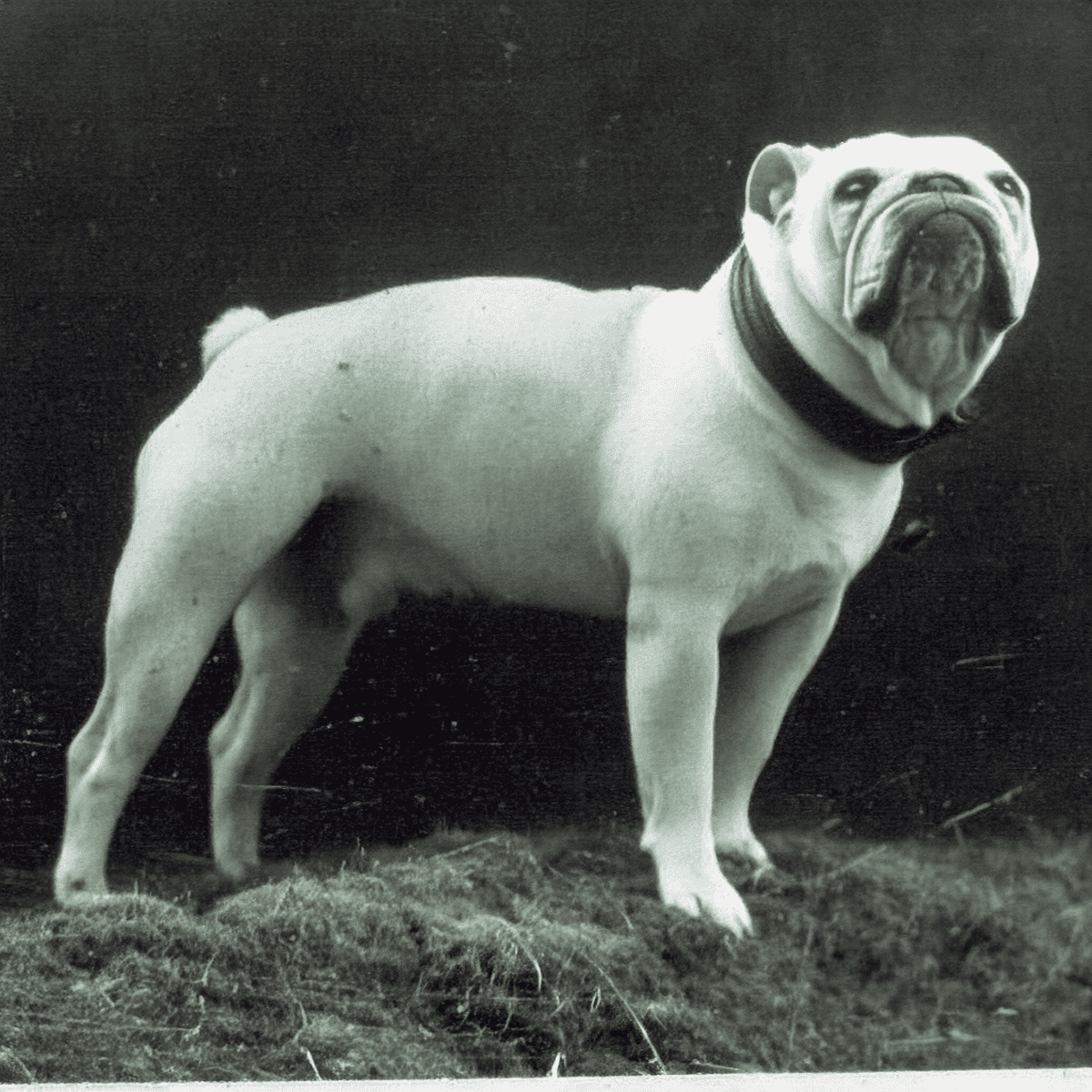 American Bulldogs Almost Went Extinct