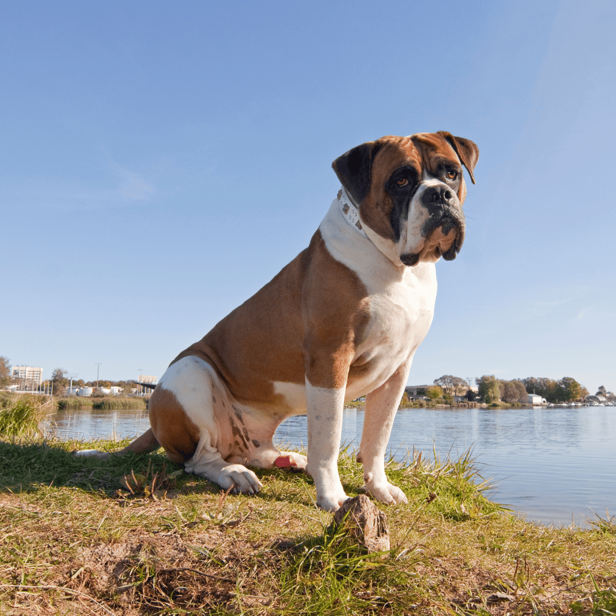 Adorable brown and white boxer dog sitting calmly near water in an outdoor setting.