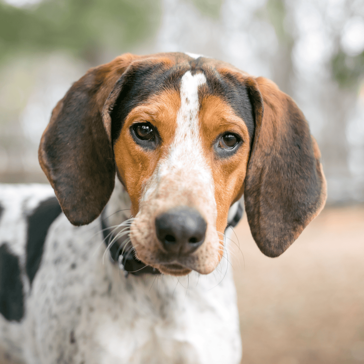 American English Coonhound photo 1