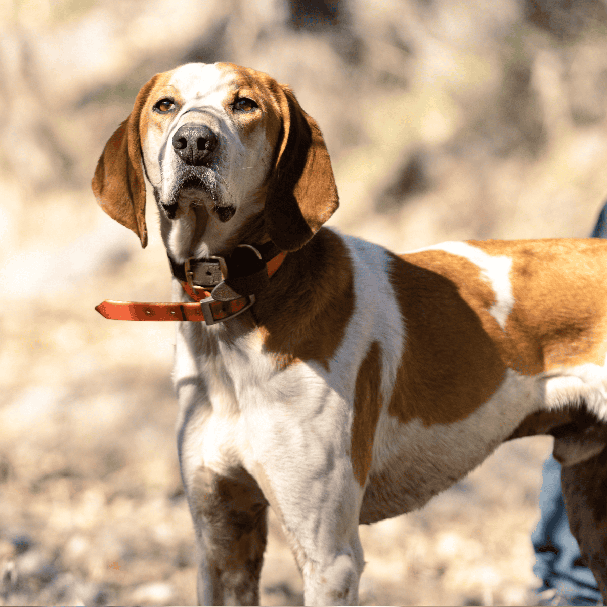 American English Coonhound photo 2