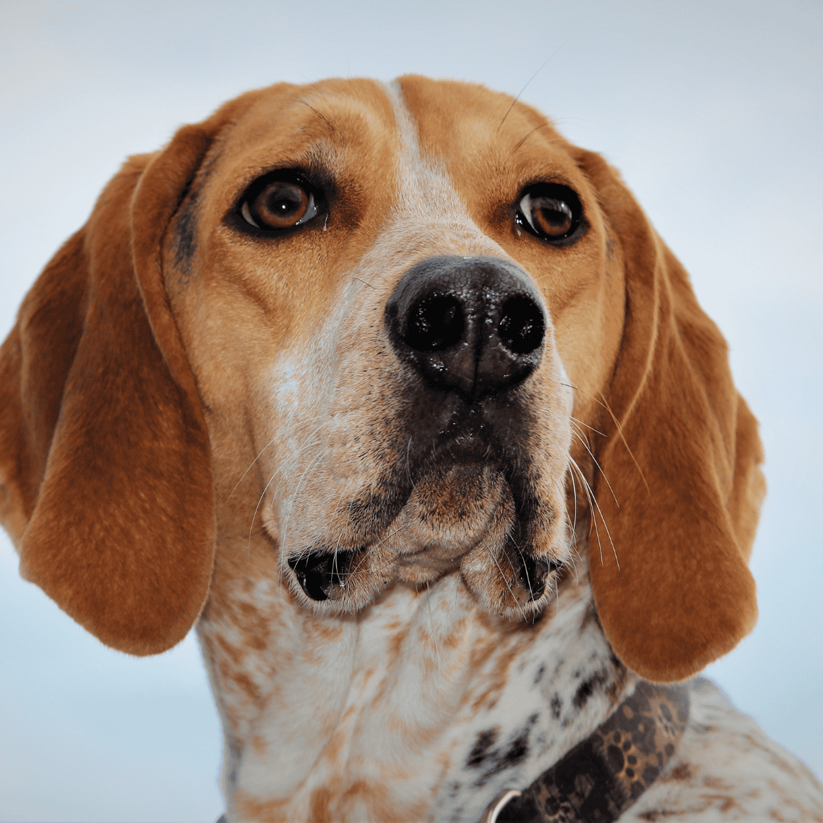American English Coonhound photo 3