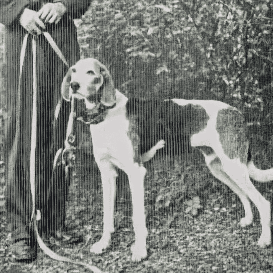 Dog rescue, adoption, and care support service for dogs and owners.