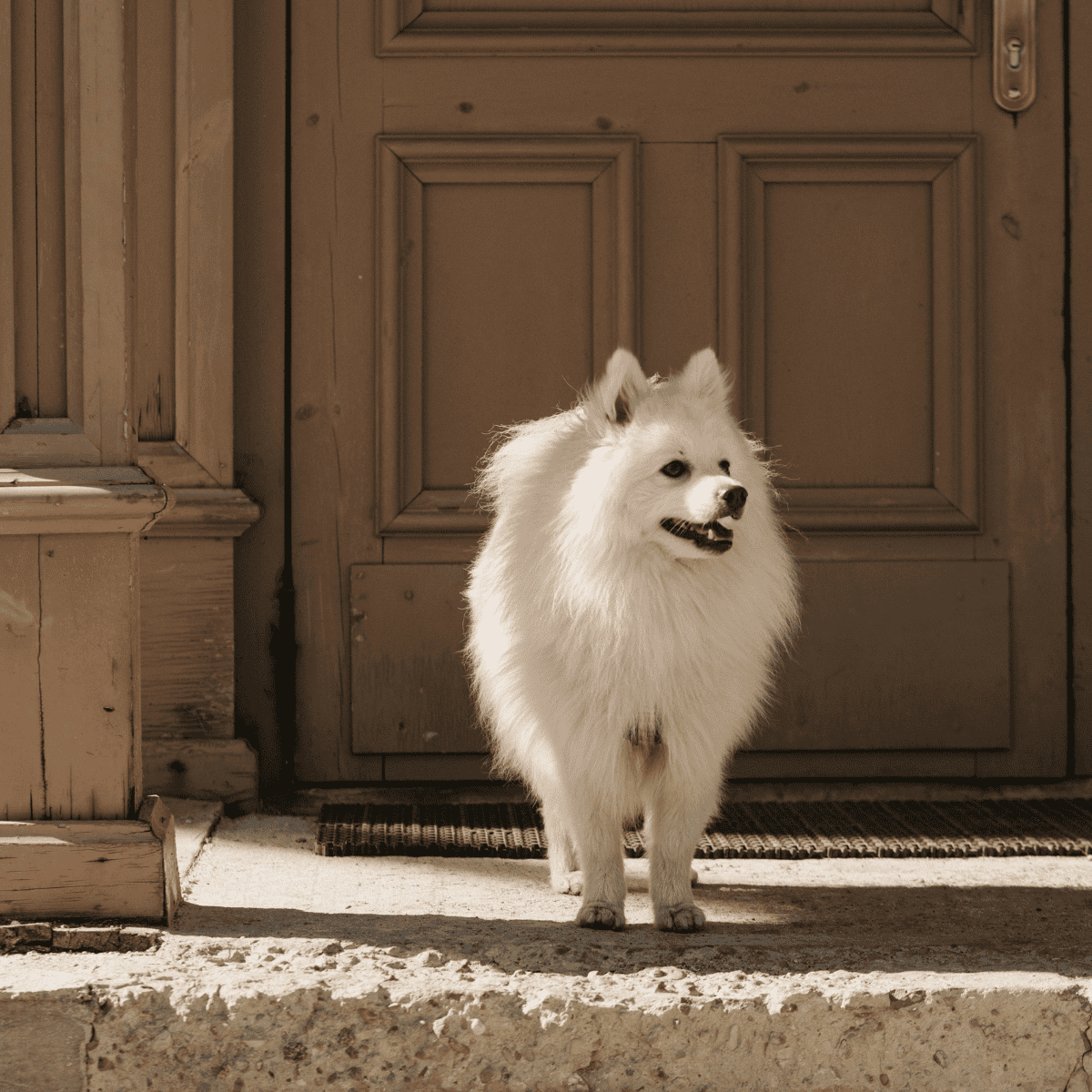 American Eskimo overview