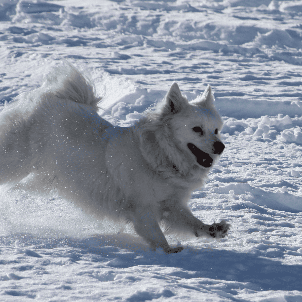 American Eskimo characteristics