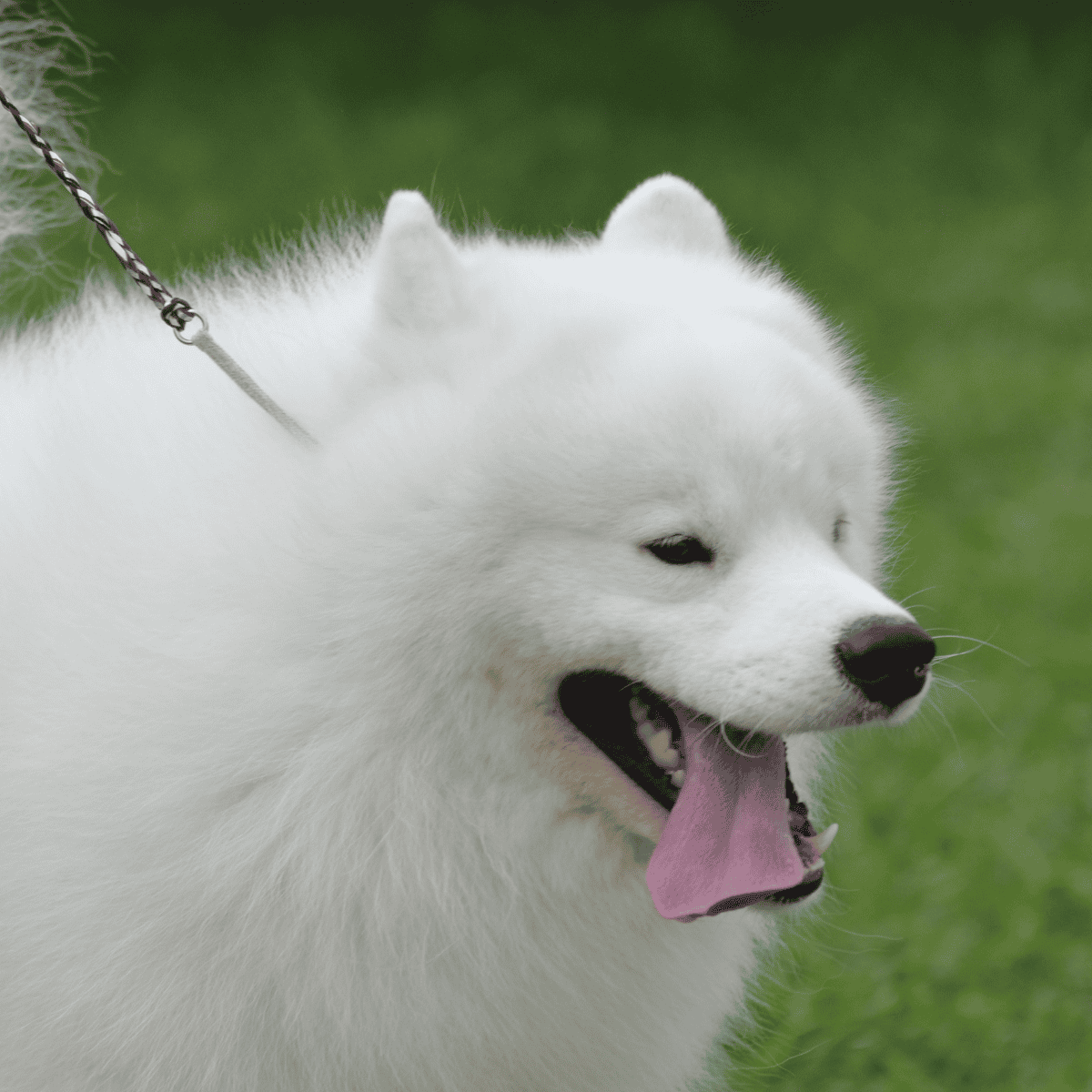 Close-up of a man gently holding a Siberian Husky's face, showcasing love and bonding with dogs.